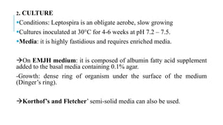 2. CULTURE
Conditions: Leptospira is an obligate aerobe, slow growing
Cultures inoculated at 30°C for 4-6 weeks at pH 7.2 – 7.5.
Media: it is highly fastidious and requires enriched media.
On EMJH medium: it is composed of albumin fatty acid supplement
added to the basal media containing 0.1% agar.
-Growth: dense ring of organism under the surface of the medium
(Dinger’s ring).
Korthof’s and Fletcher’ semi-solid media can also be used.
 