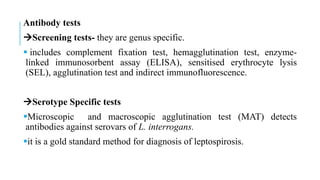 Antibody tests
Screening tests- they are genus specific.
 includes complement fixation test, hemagglutination test, enzyme-
linked immunosorbent assay (ELISA), sensitised erythrocyte lysis
(SEL), agglutination test and indirect immunofluorescence.
Serotype Specific tests
Microscopic and macroscopic agglutination test (MAT) detects
antibodies against serovars of L. interrogans.
it is a gold standard method for diagnosis of leptospirosis.
 