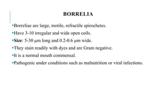 BORRELIA
Borreliae are large, motile, refractile spirochetes.
Have 3-10 irregular and wide open coils.
Size: 5-30 µm long and 0.2-0.6 µm wide.
They stain readily with dyes and are Gram negative.
It is a normal mouth commensal.
Pathogenic under conditions such as malnutrition or viral infections.
 