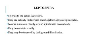 LEPTOSPIRA
Belongs to the genus Leptospira.
They are actively motile with endoflagellum, delicate spirochetes.
Possess numerous closely wound spirals with hooked ends.
They do not stain readily.
They may be observed by dark ground illumination.
 