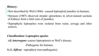 History:
first described by Weil (1886) –caused leptospiral jaundice in humans.
Stimson (1907) observed slender spirochetes in silver-stained sections
of kidneys from a fatal case of jaundice.
Saprophytic leptospires were isolated from water, sewage and other
sources.
Classification: Leptospira species
a)L interrogans:-causes leptospirosis or Weil’s disease.
-Pathogenic for humans.
b) L. biflexa –saprophyte (non-pathogenic).
 