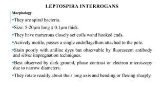 LEPTOSPIRA INTERROGANS
Morphology
They are spiral bacteria.
Size: 5-20µm long x 0.1µm thick.
They have numerous closely set coils wand hooked ends.
Actively motile, posses a single endoflagellum attached to the pole.
Stain poorly with aniline dyes but observable by fluorescent antibody
and silver impregnation techniques.
Best observed by dark ground, phase contrast or electron microscopy
due to narrow diameters.
They rotate readily about their long axis and bending or flexing sharply.
 