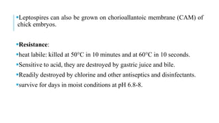 Leptospires can also be grown on chorioallantoic membrane (CAM) of
chick embryos.
Resistance:
heat labile: killed at 50°C in 10 minutes and at 60°C in 10 seconds.
Sensitive to acid, they are destroyed by gastric juice and bile.
Readily destroyed by chlorine and other antiseptics and disinfectants.
survive for days in moist conditions at pH 6.8-8.
 
