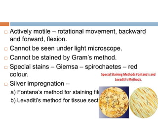  Actively motile – rotational movement, backward
and forward, flexion.
 Cannot be seen under light microscope.
 Cannot be stained by Gram’s method.
 Special stains – Giemsa – spirochaetes – red
colour.
 Silver impregnation –
a) Fontana’s method for staining films.
b) Levaditi’s method for tissue sections.
 