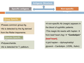 Antigenic Structure
Non-specific
antigens
Specific antigens
Group Specific
Ag
Species Specific
Ag
•Posses common group Ag.
•Ab is detected by the Ag derived
from the Reiter treponeme.
•Polysaccharide.
•Ab is detected for T. pallidum.
•A non-specific Ab (reagin) appears in
the blood of syphilitic patients.
•This reagin Ab reacts with hapten 
from beef heart (Ag)  “Cardiolipin”
(beef heart).
•Lipid hapten – diphosphatidyl
glycerol – Cardiolipin. (VDRL, Kahn)
 