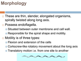 Morphology
 These are thin, slender, elongated organisms,
spirally twisted along long axis.
 Possess endoflagella.
 Situated between outer membrane and cell wall.
 Responsible for the spiral shape and motility.
 Motility is of three types:
 Flexion and extension of the cells
 Corkscrew-like rotatory movement about the long axis
 Translatory motion i.e. from one site to another
 