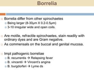 Borrelia
 Borrelia differ from other spirochaetes
 Being larger (8-30µm X 0.2-0.5µm)
 3-10 irregular wide and open coils.
 Are motile, refractile spirochaetes, stain readily with
ordinary dyes and are Gram negative.
 As commensals on the buccal and genital mucosa.
 Impt pathogenic borreliae
 B. recurrentis  Relapsing fever
 B. vincentii  Vincent’s angina
 B. burgdorferi  Lyme ds
 