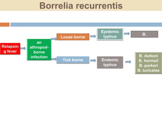 Borrelia recurrentis
Louse borne
Tick borne
Epidemic
typhus
Endemic
typhus
B.
recurrentis
 