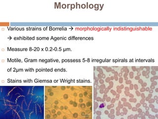 Morphology
 Various strains of Borrelia  morphologically indistinguishable
 exhibited some Agenic differences
 Measure 8-20 x 0.2-0.5 µm.
 Motile, Gram negative, possess 5-8 irregular spirals at intervals
of 2µm with pointed ends.
 Stains with Giemsa or Wright stains.
 