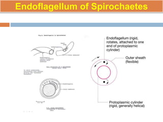 Endoflagellum of Spirochaetes
 