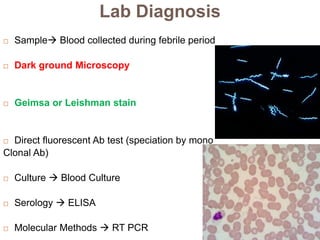 Lab Diagnosis
 Sample Blood collected during febrile period
 Dark ground Microscopy
 Geimsa or Leishman stain
 Direct fluorescent Ab test (speciation by mono
Clonal Ab)
 Culture  Blood Culture
 Serology  ELISA
 Molecular Methods  RT PCR
 