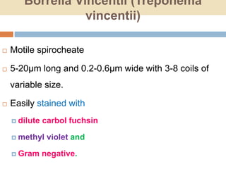 Borrelia Vincentii (Treponema
vincentii)
 Motile spirocheate
 5-20µm long and 0.2-0.6µm wide with 3-8 coils of
variable size.
 Easily stained with
 dilute carbol fuchsin
 methyl violet and
 Gram negative.
 