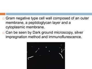  Gram negative type cell wall composed of an outer
membrane, a peptidoglycan layer and a
cytoplasmic membrane.
 Can be seen by Dark ground microscopy, silver
impregnation method and immunoflurescence.
 