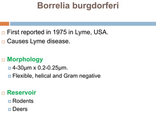 Borrelia burgdorferi
 First reported in 1975 in Lyme, USA.
 Causes Lyme disease.
 Morphology
 4-30µm x 0.2-0.25µm.
 Flexible, helical and Gram negative
 Reservoir
 Rodents
 Deers
 