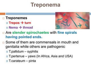 Treponema
 Treponemes
 Trepos  turn
 Nema  thread
 Are slender spirochaetes with fine spirals
having pointed ends.
 Some of them are commensals in mouth and
genitalia while others are pathogenic
 T.pallidum – syphilis
 T.pertenue – yaws (In Africa, Asia and USA)
 T.carateum – pinta
 