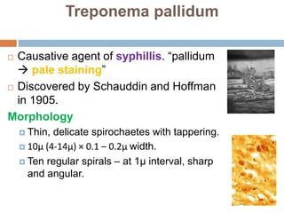 Treponema pallidum
 Causative agent of syphillis. “pallidum
 pale staining”
 Discovered by Schauddin and Hoffman
in 1905.
Morphology
 Thin, delicate spirochaetes with tappering.
 10μ (4-14μ) × 0.1 – 0.2μ width.
 Ten regular spirals – at 1μ interval, sharp
and angular.
 
