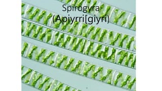 Spirogyra
(Apiyrri[giyri)
 