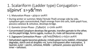 1. Scalariform (Ladder type) Conjugation –
si[pinvt` s>y&³mn
• 1. Maturation Phase – p(rp±v avAYi
• During winter or summer, Male/ female Thalli arrange side by side,
cytoplasm gets concentrated, Papili emerge from the cells, both papili fuse,
possess catalase & cellulose, develops bridge.
• 2. Gametic Union Phase - jºy&ai[n) s>(mln avAYi
• Concentrated Cytoplasm develops like gamate, transfers gamate to the other,
via the papili bridge, forms zygote, nucleus 2n, male cell becomes empty.
• 3. Zygospore Contraction Phase – y&³mb)ÔN&ni) s>ki[cn avAYi
• Dehydrated zygote becomes globular, initially green turns reddish, chloroplast
degrades, starch and oil droplets +nt, turns transparent after maturation, 3
layered, outer – pectin, cellulose, Middle – yellowish, possess spyroline &
inner – cellulosic.
 