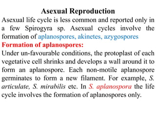 Asexual Reproduction
Asexual life cycle is less common and reported only in
a few Spirogyra sp. Asexual cycles involve the
formation of aplanospores, akinetes, azygospores
Formation of aplanospores:
Under un-favourable conditions, the protoplast of each
vegetative cell shrinks and develops a wall around it to
form an aplanospore. Each non-motile aplanospore
germinates to form a new filament. For example, S.
articulate, S. mirabilis etc. In S. aplanospora the life
cycle involves the formation of aplanospores only.
 