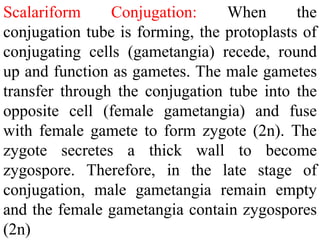 Scalariform Conjugation: When the
conjugation tube is forming, the protoplasts of
conjugating cells (gametangia) recede, round
up and function as gametes. The male gametes
transfer through the conjugation tube into the
opposite cell (female gametangia) and fuse
with female gamete to form zygote (2n). The
zygote secretes a thick wall to become
zygospore. Therefore, in the late stage of
conjugation, male gametangia remain empty
and the female gametangia contain zygospores
(2n)
 