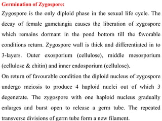 Germination of Zygospore:
Zygospore is the only diploid phase in the sexual life cycle. The
decay of female gametangia causes the liberation of zygospore
which remains dormant in the pond bottom till the favorable
conditions return. Zygospore wall is thick and differentiated in to
3-layers. Outer exosporium (cellulose), middle mesosporium
(cellulose & chitin) and inner endosporium (cellulose).
On return of favourable condition the diploid nucleus of zygospore
undergo meiosis to produce 4 haploid nuclei out of which 3
degenerate. The zygospore with one haploid nucleus gradually
enlarges and burst open to release a germ tube. The repeated
transverse divisions of germ tube form a new filament.
 