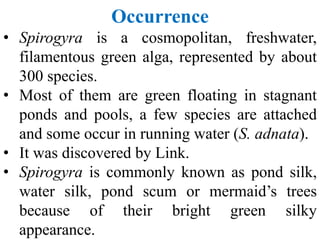 Occurrence
• Spirogyra is a cosmopolitan, freshwater,
filamentous green alga, represented by about
300 species.
• Most of them are green floating in stagnant
ponds and pools, a few species are attached
and some occur in running water (S. adnata).
• It was discovered by Link.
• Spirogyra is commonly known as pond silk,
water silk, pond scum or mermaid’s trees
because of their bright green silky
appearance.
 