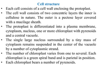 Cell structure
• Each cell consists of a cell wall enclosing the protoplast.
• The cell wall consists of two concentric layers the inner is
cellulose in nature. The outer is a pectose layer covered
with a mucilage sheath.
• The protoplast is differentiated into a plasma membrane,
cytoplasm, nucleus, one or more chloroplast with pyrenoids
and a central vacuole.
• The single large nucleus surrounded by a tiny mass of
cytoplasm remains suspended in the center of the vacuole
by a number of cytoplasmic strand.
• The number of chloroplast varies from one to several. Each
chloroplast is a green spiral band and is parietal in position.
• Each chloroplast bears a number of pyrenoids.
 