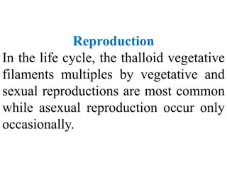 Reproduction
In the life cycle, the thalloid vegetative
filaments multiples by vegetative and
sexual reproductions are most common
while asexual reproduction occur only
occasionally.
 