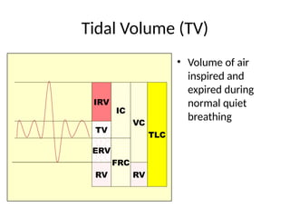 Tidal Volume (TV)
• Volume of air
inspired and
expired during
normal quiet
breathing
IRV
TV
ERV
RV
IC
FRC
VC
TLC
RV
 