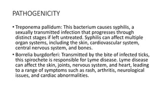 Treponema Rash spiros.pptx presentation with treponemas | PPTX
