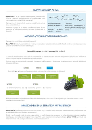 NUEVA SUSTANCIA ACTIVA
MODO DE ACCION ÚNICO EN OÍDIO DE LA VID
IMPRESCINDIBLE EN LA ESTRATEGIA ANTIRESISTENCIA
Spirox® 500 EC es un fungicida sistémico para el control de oídio
de la vid, compuesto por Espiroxamina, 500 g/l, y formulado como
concentrado emulsionable (EC) de gran calidad.
Espiroxamina es la única molécula que pertenece a la familia química
de las espiroketalaminas.
Pertenece al grupo de las Aminas (“Morfolinas”) dentro de los
Inhibidores de la Biosíntesis del Esterol (IBS: Clase II), código FRAC 5:
Grupo G2.
Spirox® 500 EC es diferente a otras sustancias activas utilizadas para el control de oídio y por lo tanto una herramienta muy valiosa a poder usar
en alternancia dentro de un programa de tratamientos.
Debido a su diferenciado modo de acción, a que es único en una familia química nueva, a que no se han detectado resistencias cruzadas a
triazoles y que además Espiroxamina pertenece al grupo FRAC 5, con riesgo de resistencia bajo-medio por, Spirox® 500 EC es, sin duda, una
eficaz herramienta en la estrategia antiresistencia el control del oídio de la vid.
Espiroxamina es un inhibidor multisitio del ergosterol.
Spirox® 500 EC inhibe fundamentalmente 2 enzimas involucradas en la biosíntesis del esterol (IBS: Clase II), siendo los esteroles componentes
vitales en las membranas celulares de los hongos:
Enzimas Δ14-reductasa y Δ 8 Δ 7-isomerasa (ERG 24, ERG 2).
La inhibición de estas enzimas, involucradas en la biosíntesis de los esteroles, induce la reducción de ergosterol, lo que produce la alteración de
la estructura y funciones de las membranas del hongo patógeno.
Desde un punto de vista químico la molécula de Espiroxamina está formada por 4 isómeros, que son activos en varios puntos de la biosíntesis
del ergosterol fúngico.
Así, Espiroxamina actúa simultáneamente en 4 puntos diferentes en el ciclo de formación del ergosterol, que además son distintos al punto
donde actúan los triazoles (DMIs).
Escualeno
epoxidasa (ERG 1)
Lanosterol
sintasa (ERG 7)
C-14 Demetilasa
(ERG 11)
Triazoles
Acetil CoA Escualeno Escualeno epóxido Lanosterol 4,4-Dimetilcolesta-8,14,24-trienol
D-14 Reductasa
(ERG 24)
C-8 Isomerasa
(ERG 2)
4,4-Dimetilzymosterol Fecosterol Episterol Ergosterol
O
O
N
Fórmula molecular:
Nombre de la IUPAC : 8-tert-butyl-1,4-dioxaspirol(4.5)
decan-2-ylmethyl(ethy)(propyl)
amineNum. CAS :
Num. EC :
118134-30-8
601-505-4
C18h35N02
 
