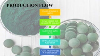 PRODUCTION FLOW
STRAINS OF ALGAE IN
WATER
EVENLY SPREAD AND
EXPOSURE TO SUNLIGHT
HARVESTING USING
FILTER
DRYING USING CROSS
FLOW DRYER
FLAKES ARE GROUNDED
IN THE PULVERIZER
 