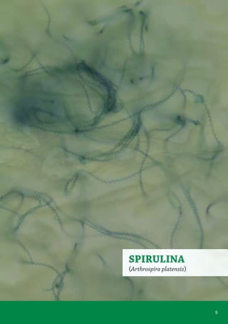 SPIRULINA
(Arthrospira platensis)
5
 
