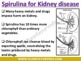 Spirulina for Kidney disease
 Many heavy metals and drugs
impose harm on kidney.
 Spirulina has 10 times more
chlorophyll than ordinary
vegetables.
 Chlorophyll can cleanse blood by
exporting waste, neutralizing the
toxins produced by heavy metals
and drugs.
 