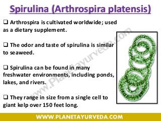 Spirulina (Arthrospira platensis)
 Arthrospira is cultivated worldwide; used
as a dietary supplement.
 The odor and taste of spirulina is similar
to seaweed.
 Spirulina can be found in many
freshwater environments, including ponds,
lakes, and rivers.
 They range in size from a single cell to
giant kelp over 150 feet long.
 