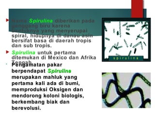  Nama Spirulina diberikan pada
ganggang biru karena
bentuknya yang menyerupai
spiral, hidupnya di danau asin
bersifat basa di daerah tropis
dan sub tropis.
 Spirulina untuk pertama
ditemukan di Mexico dan Afrika
Tengah.• Pengamatan pakarPengamatan pakar
berpendapatberpendapat SpirulinaSpirulina
merupakan mahluk yangmerupakan mahluk yang
pertama kali ada di bumi,pertama kali ada di bumi,
memproduksi Oksigen danmemproduksi Oksigen dan
mendorong koloni biologis,mendorong koloni biologis,
berkembang biak danberkembang biak dan
berevolusi.berevolusi.
 