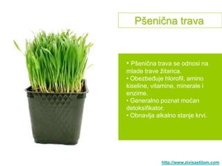Pšenična trava


• Pšenična trava se odnosi na
mlade trave ţitarica.
• Obezbeđuje hlorofil, amino
kiseline, vitamine, minerale i
enzime.
• Generalno poznat moćan
detoksifikator.
• Obnavlja alkalno stanje krvi.




             http://www.zivisastilom.com
 