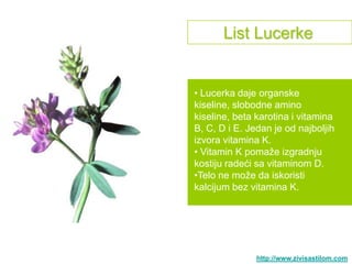 List Lucerke


• Lucerka daje organske
kiseline, slobodne amino
kiseline, beta karotina i vitamina
B, C, D i E. Jedan je od najboljih
izvora vitamina K.
• Vitamin K pomaţe izgradnju
kostiju radeći sa vitaminom D.
•Telo ne moţe da iskoristi
kalcijum bez vitamina K.




               http://www.zivisastilom.com
 