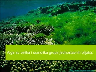 Alge su velika i raznolika grupa jednostavnih biljaka.



                                       http://www.zivisastilom.com
 