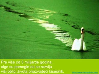 Pre više od 3 milijarde godina,
alge su pomogle da se razviju
viši oblici ţivota proizvodeći kiseonik.   http://www.zivisastilom.com
 