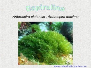 Arthrospira platensis , Arthrospira maxima
www.cafealcalinizante.com
 