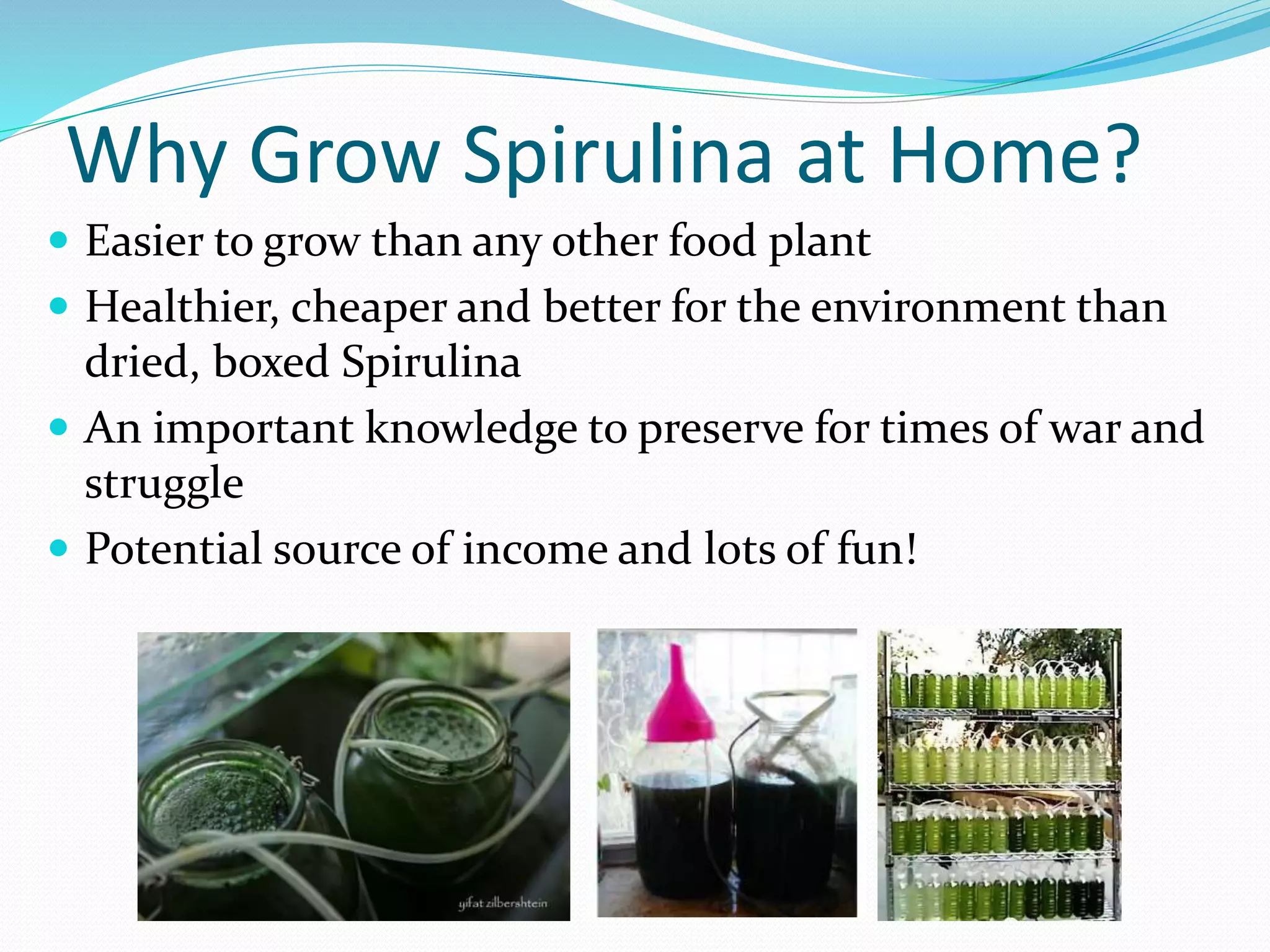 How to Grow Spirulina At Home- A step by Step Tutorial | PPTX