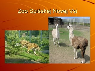 Zoo Spišskej Novej Vsi 
