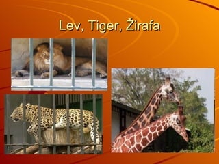 Lev, Tiger, Žirafa 