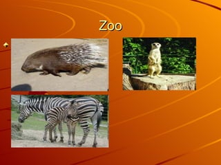 Zoo   