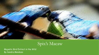 Spix’s Macaw
Majestic Bird Extinct in the Wild
By Sandra Mendoza
 