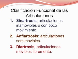 Clasificación Funcional de las
Articulaciones
1. Sinartrosis: articulaciones
inamovibles o con poco
movimiento.
2. Anfiartrosis: articulaciones
semimovibles.
3. Diartrosis: articulaciones
movibles libremente.
 