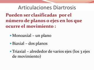Pueden ser clasificadas por el
número de planos o ejes en los que
ocurre el movimiento :
 Monoaxial – un plano
 Biaxial – dos planos
 Triaxial – alrededor de varios ejes (los 3 ejes
de movimiento)
Articulaciones Diartrosis
 
