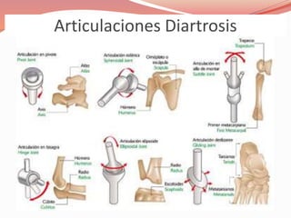 Articulaciones Diartrosis
 