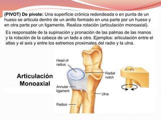 (PIVOT) De pivote: Una superficie crónica redondeada o en punta de un
hueso se articula dentro de un anillo formado en una parte por un hueso y
en otra parte por un ligamento. Realiza rotación (articulación monoaxial).
Es responsable de la supinación y pronación de las palmas de las manos
y la rotación de la cabeza de un lado a otro. Ejemplos: articulación entre el
atlas y el axis y entre los extremos proximales del radio y la ulna.
Articulación
Monoaxial
 